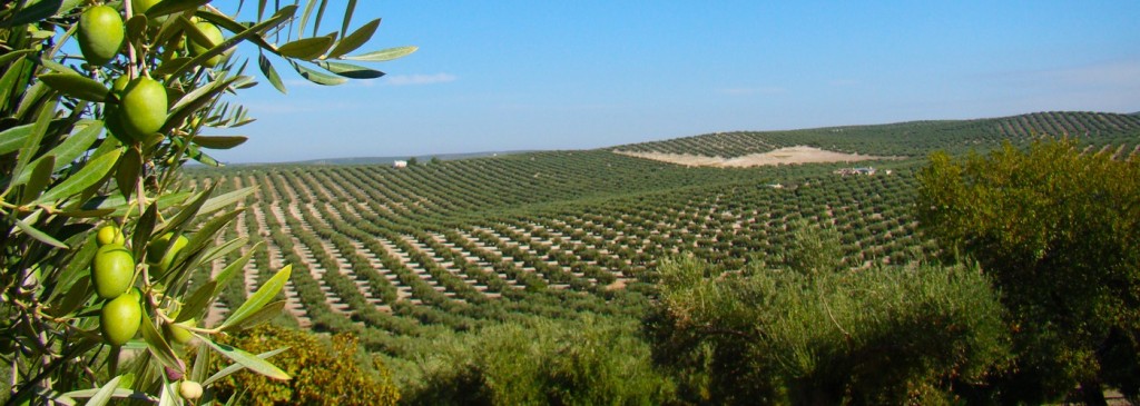Los principales cultivos extensivos en Andalucía son: el olivo, cereal, frutales y viñedo. 