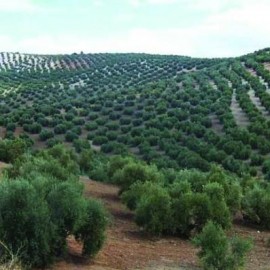 Los olivos Los olivos