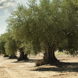 España ya era una potencia en el aceite de oliva en el siglo II