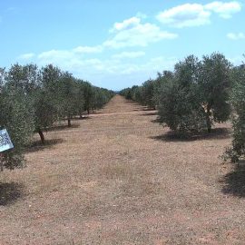 Difícil primavera para el olivar de secano