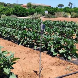 BrioAgro demuestra el aumento de producción de berenjena en una triple comparativa BrioAgro demuestra el aumento de producción de berenjena en una triple comparativa