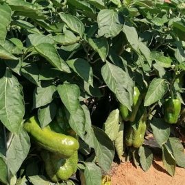 BrioAgro demuestra que se adapta a los cambios del clima logrando aumentar la producción BrioAgro demuestra que se adapta a los cambios del clima logrando aumentar la producción